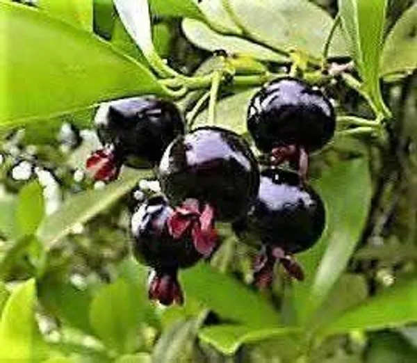 Thai_Mangosteen_Hybrid_Fruit_Plant