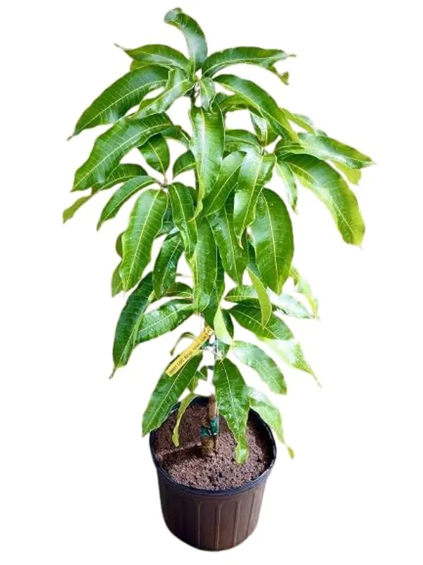Thai_King_Of_Dok_Mai_Mango_Grafted_Fruit_Plant