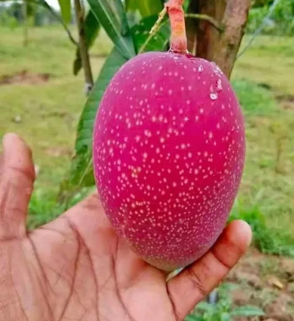 Japanese_Miyazaki_Mango_Grafted_Fruit_Plant