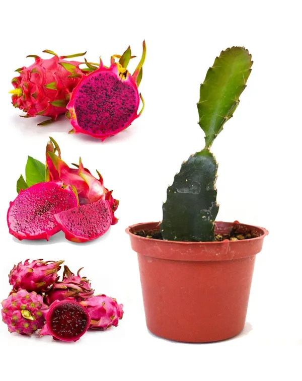 Red_Dragon_Fruit_Hybrid_Plant_Pack_Of_-_1