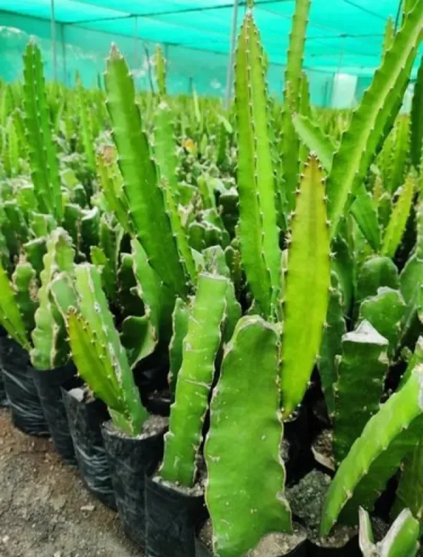 Red_Dragon_Fruit_Hybrid_Plant_Pack_Of_-_1