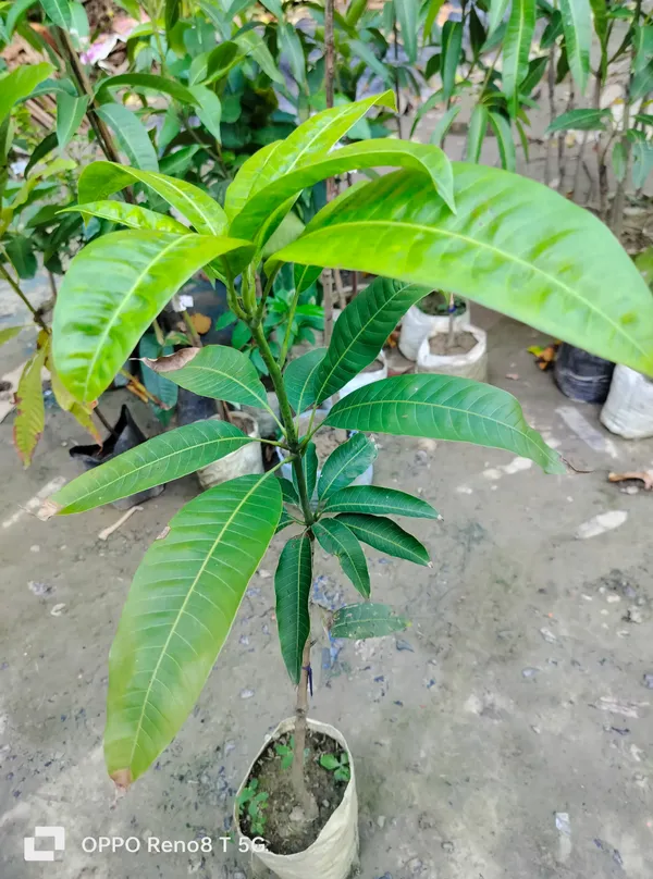 Sindhu_Mango_Grafted_Hybrid_Fruit_Plant