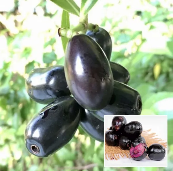 Thai_Black_Jamun_Hybrid_Fruit_Plant