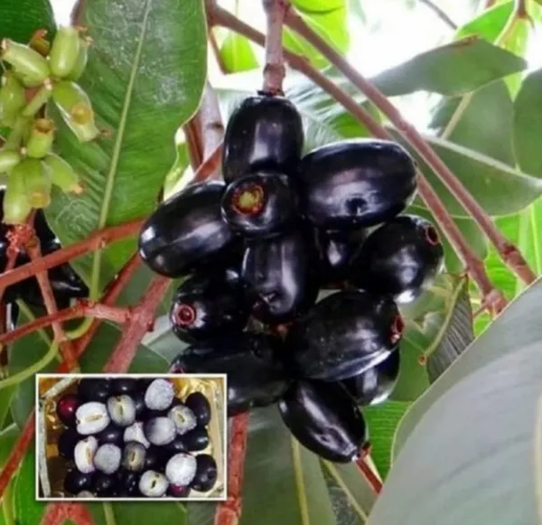 Thai_Black_Jamun_Hybrid_Fruit_Plant