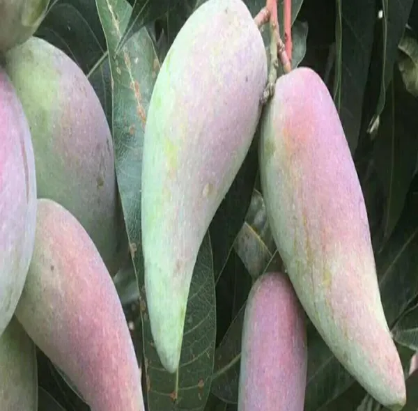 Chinese_Chilly_Lajiao_Mango_Hybrid_Grafted_Fruit_Plant_(_Pack_Of_-_1)