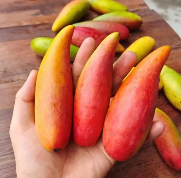 Chinese_Chilly_Lajiao_Mango_Hybrid_Grafted_Fruit_Plant_(_Pack_Of_-_1)