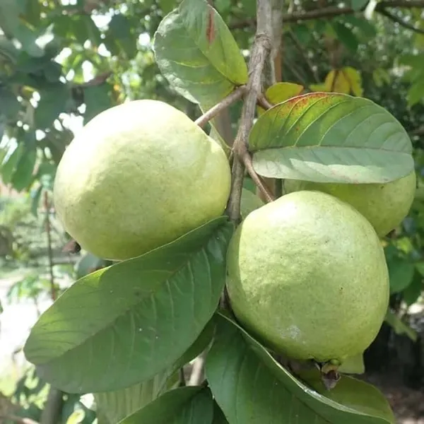 Thai_Guava_Amrud_Hybrid_Fruit_Air_Learning_Grafted_Plant