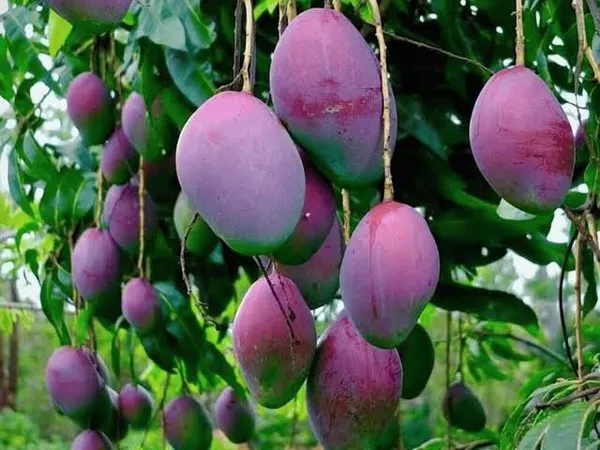 Purple_Miyazaki_Mango_Hybrid_Grafted_Plant