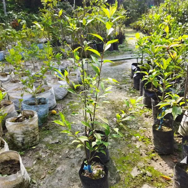 Thai_Variety_Peach_Hybrid_Fruit_Plant