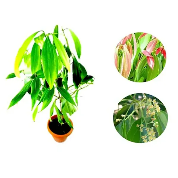 Tejpatta_Tejpatra_Indian_Bay_Leaves_Hybrid_Plant