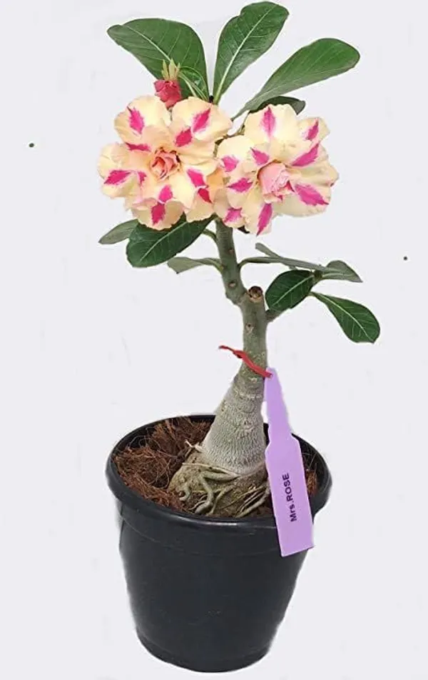 Adenium_Rose_Varieties_Flower_Live_Plant