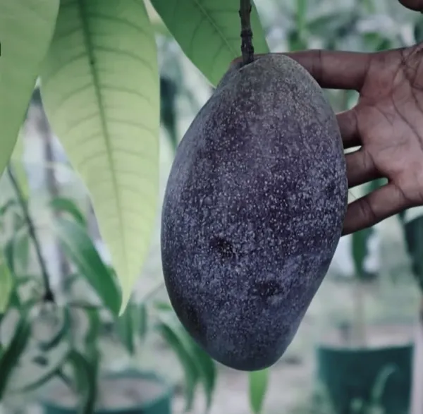Kasturi_Black_Mango_Hybrid_Grafted_Fruit_Plant_(Pack_Of_-_1)