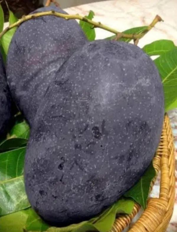 Kasturi_Black_Mango_Hybrid_Grafted_Fruit_Plant_(Pack_Of_-_1)