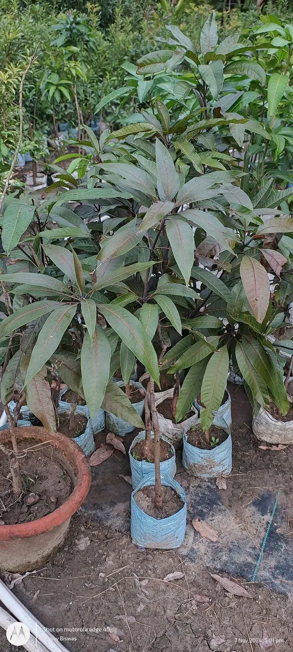 Kasturi_Black_Mango_Hybrid_Grafted_Fruit_Plant_(Pack_Of_-_1)