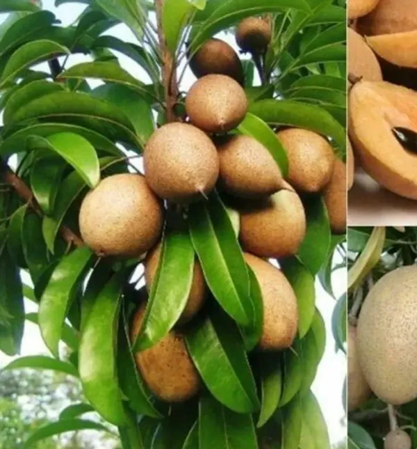 Thai_Variety_Kala_Patti_Chiku/Sapota_Grafted_Fruit_Plant
