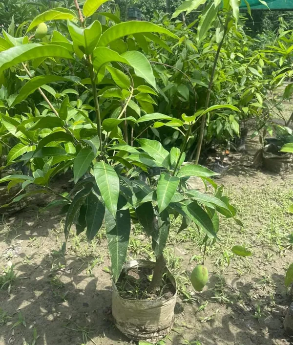Thai_All_Time_Mango_Grafted_Hybrid_Fruit_Plant
