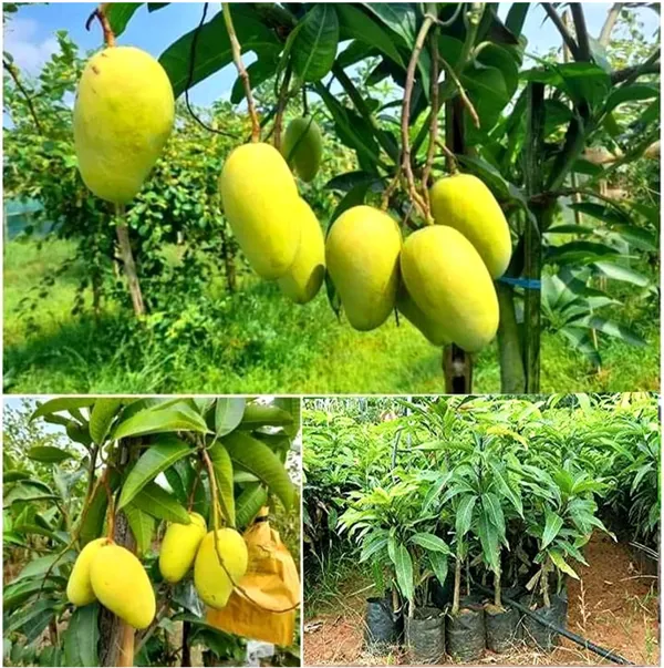 Thai_All_Time_Mango_Grafted_Hybrid_Fruit_Plant
