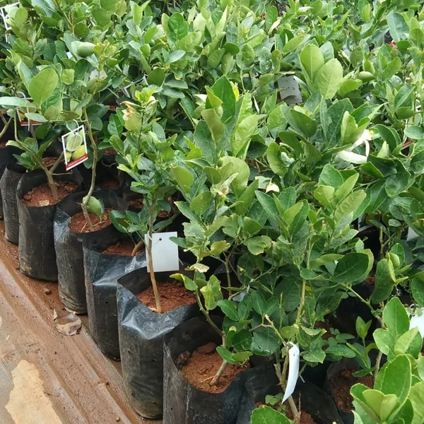 Seedless_Lemon_Hybrid_Fruit_Plant