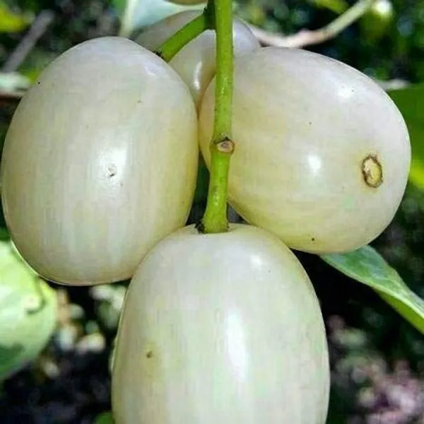 Thai_White_Jamun_Hybrid_Grafted_Fruit_Plant