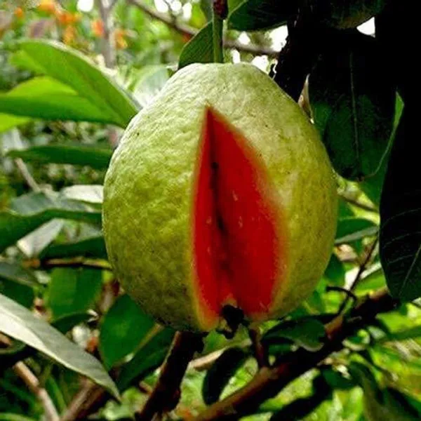 Taiwan_Pink_Guava_Hybrid_Fruit_Plant