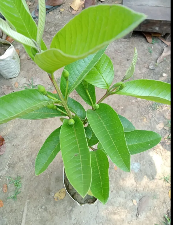 Taiwan_Pink_Guava_Hybrid_Fruit_Plant