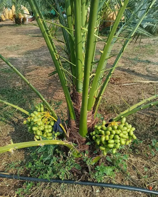 Arabian_Dates_Palm_Hybrid_Khajoor_Fruit_Plant