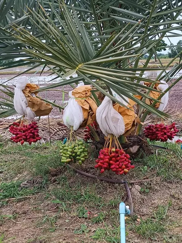 Arabian_Dates_Palm_Hybrid_Khajoor_Fruit_Plant