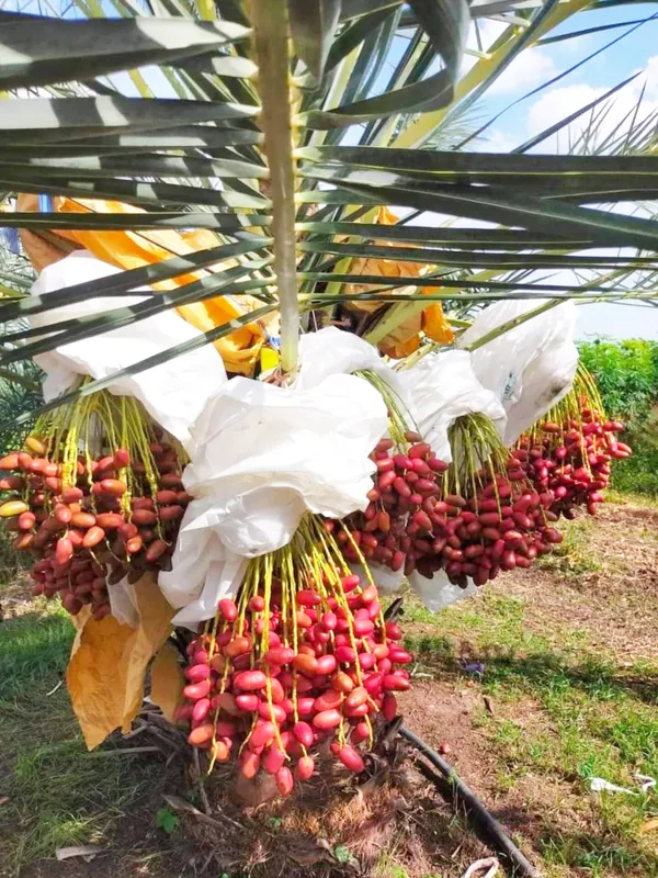 Arabian_Dates_Palm_Hybrid_Khajoor_Fruit_Plant