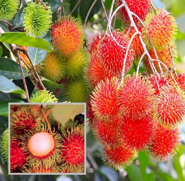 Rambutan_Malaysian_Varieties_Hybrid_Fruit_Plant
