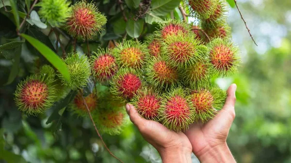 Rambutan_Malaysian_Varieties_Hybrid_Fruit_Plant