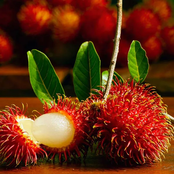 Rambutan_Malaysian_Varieties_Hybrid_Fruit_Plant