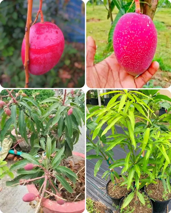 Japanese_Miyazaki_Mango_Hybrid_Grafted_Plant