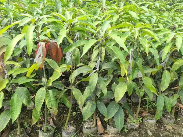 Thai_Red_Banana_Mango_Hybrid_Grafted_Plant