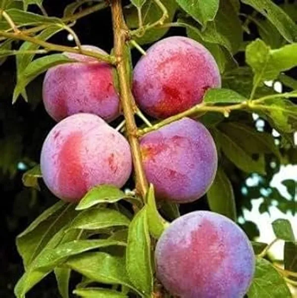 Japanese_Red_Plum_Aloo_Bukhara_Hybrid_Fruit_Plant_Japanese_Variety