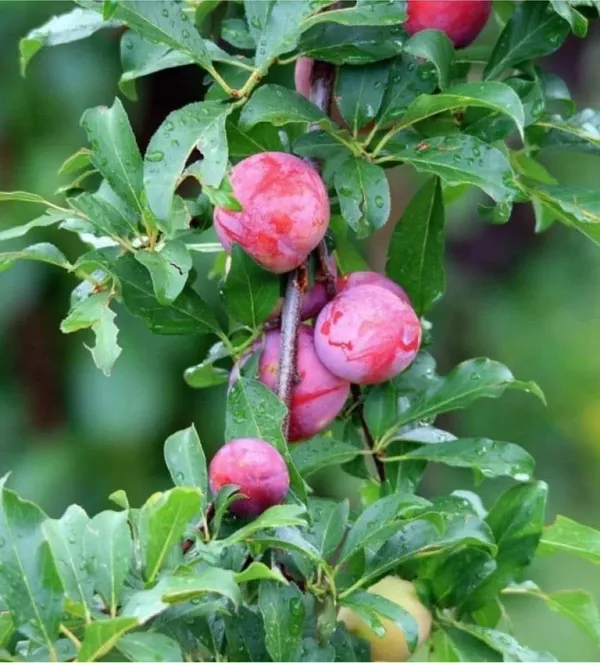 Japanese_Red_Plum_Aloo_Bukhara_Hybrid_Fruit_Plant_Japanese_Variety