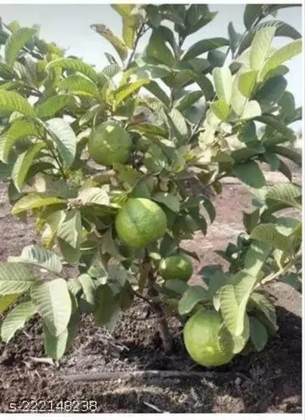 Thai_Guava_Hybrid_Fruit_Plant