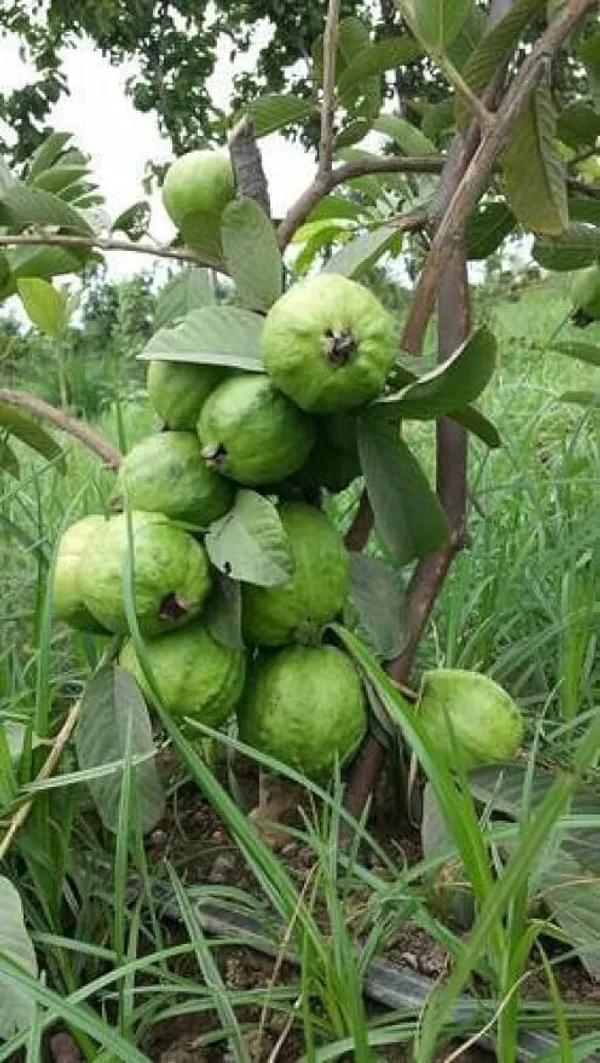 Thai_Guava_Hybrid_Fruit_Plant