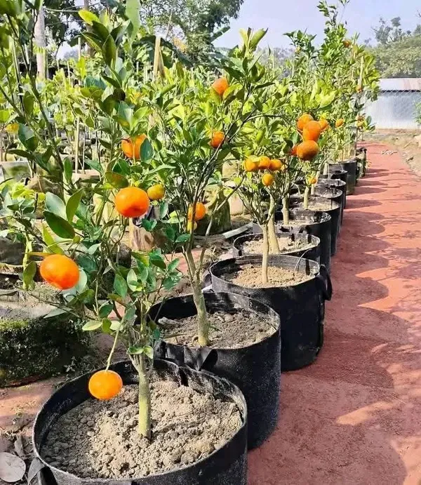 Australian_Cara_Cara_Orange_Grafted_Fruit_Plant