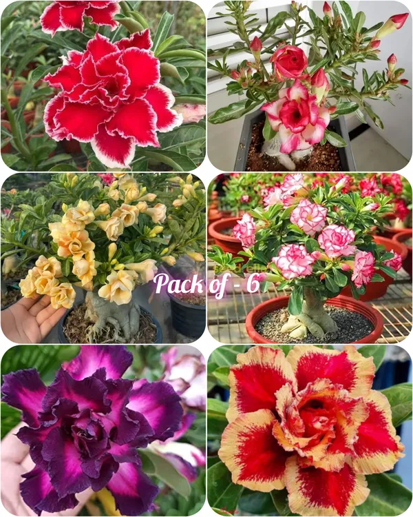 Rose_Variety_Adenium_Hybrid_Flower_Plant_(Pack_Of_-_6)