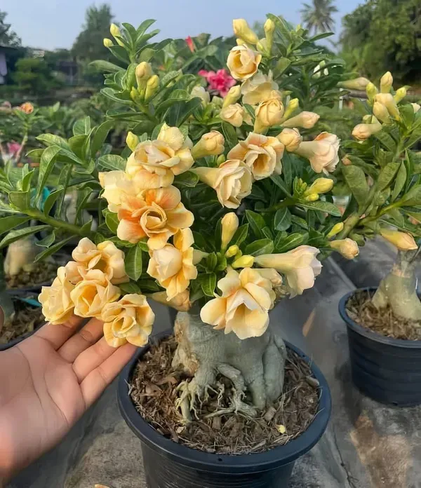 Rose_Variety_Adenium_Hybrid_Flower_Plant_(Pack_Of_-_6)