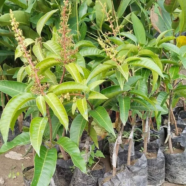Vietnam_All_Time_Mango_Hybrid_Grafted_Plant