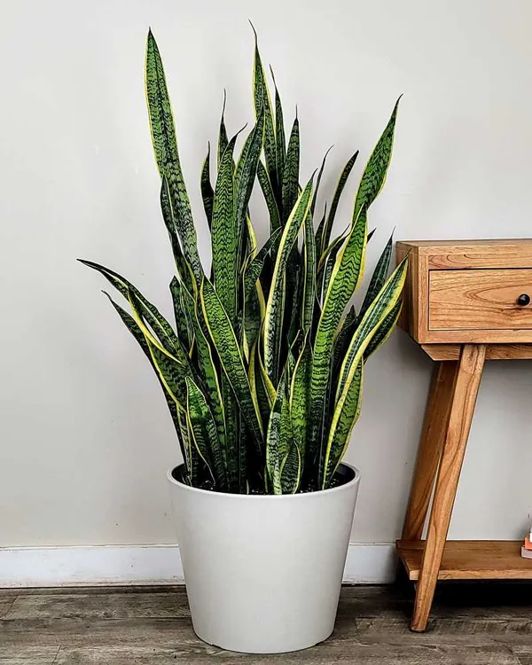 Snake_Plant_Indoor_Plant_Healthy_Live_Plant
