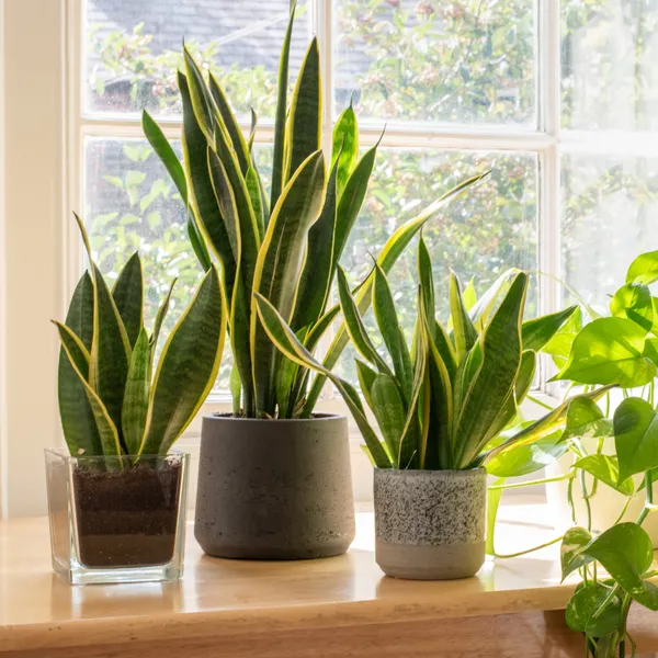 Snake_Plant_Indoor_Plant_Healthy_Live_Plant