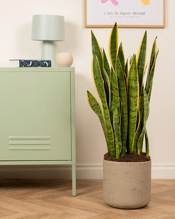 Snake_Plant_Indoor_Plant_Healthy_Live_Plant
