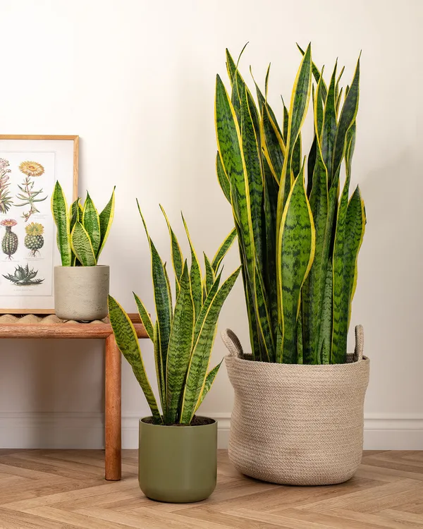 Snake_Plant_Indoor_Plant_Healthy_Live_Plant