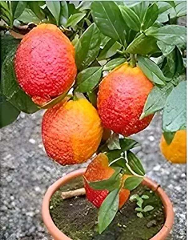 Australian_Red_Lemon_Hybrid_Fruit_Plant