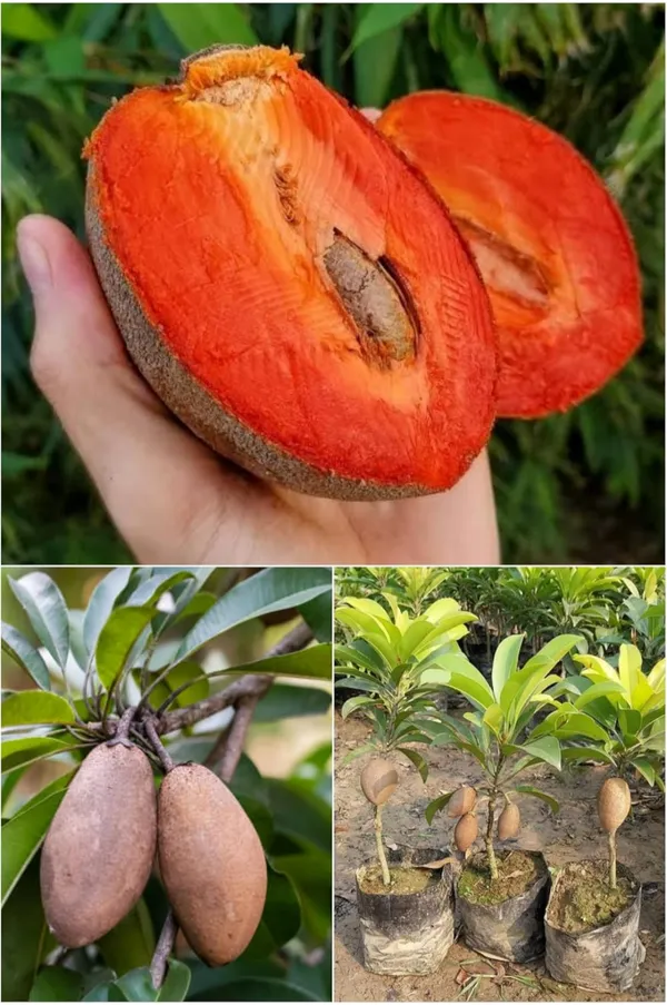Thai_Red_Chikoo/Sapota_Grafted_Fruit_Plant
