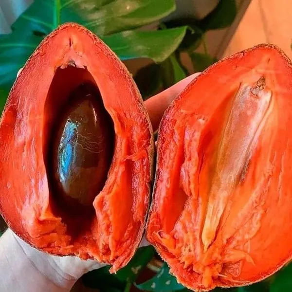 Thai_Red_Chikoo/Sapota_Grafted_Fruit_Plant