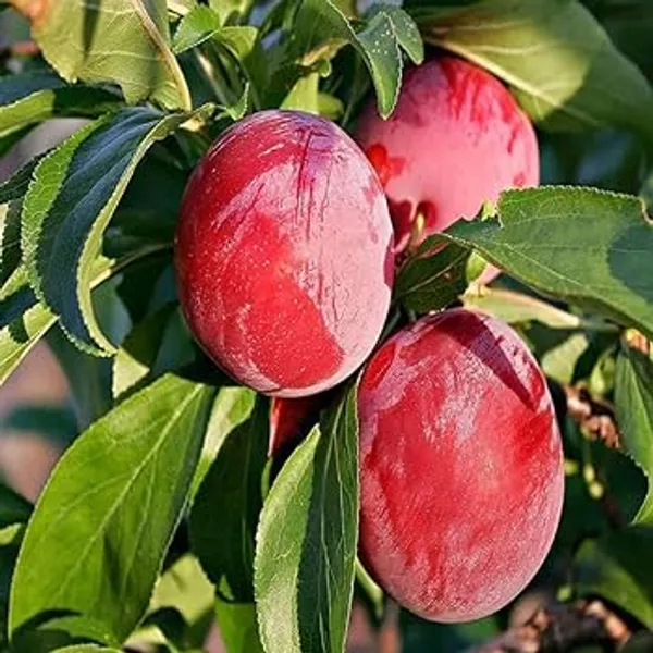 Japanese_Red_Plum_Hybrid_Grafted_Fruit_Plant