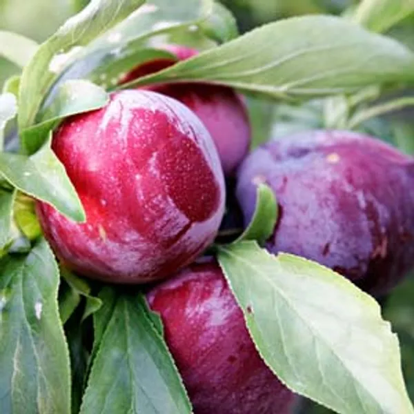 Japanese_Red_Plum_Hybrid_Grafted_Fruit_Plant